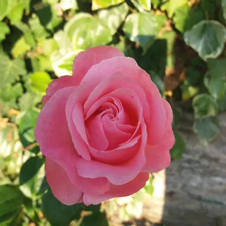 Le Parfum Des Fleurs Guest house Plussulien